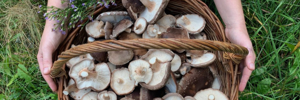 How to grow edible mushrooms