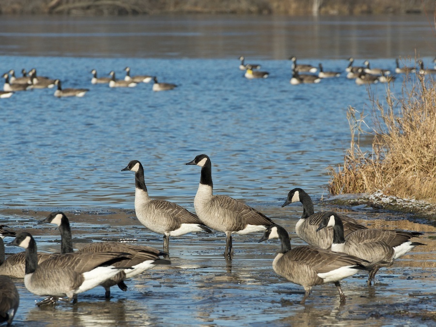 canada geese sm Learn to hunt canada geese