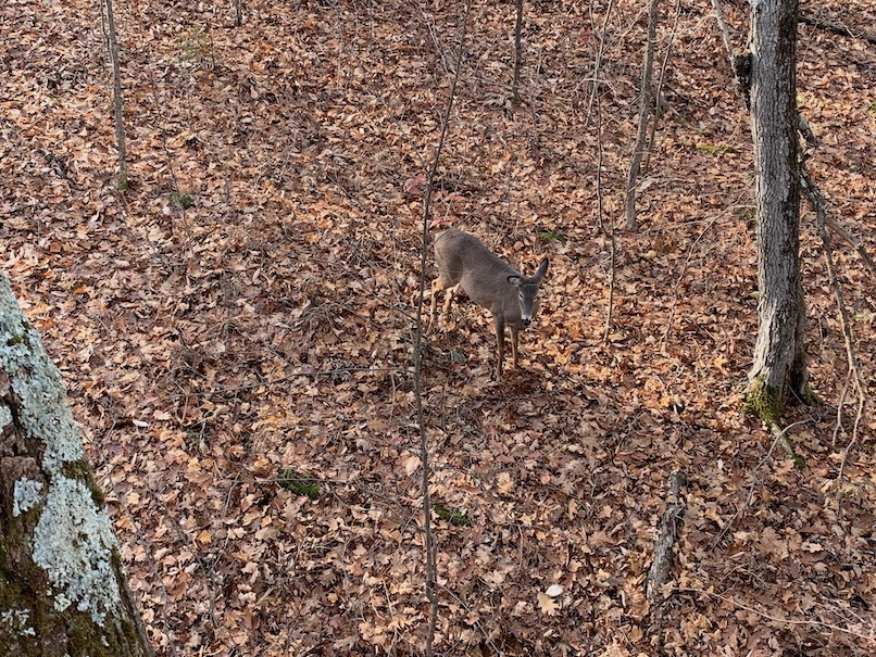 How to get close to deer