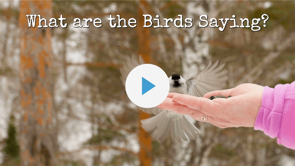 Birds Thumb Small