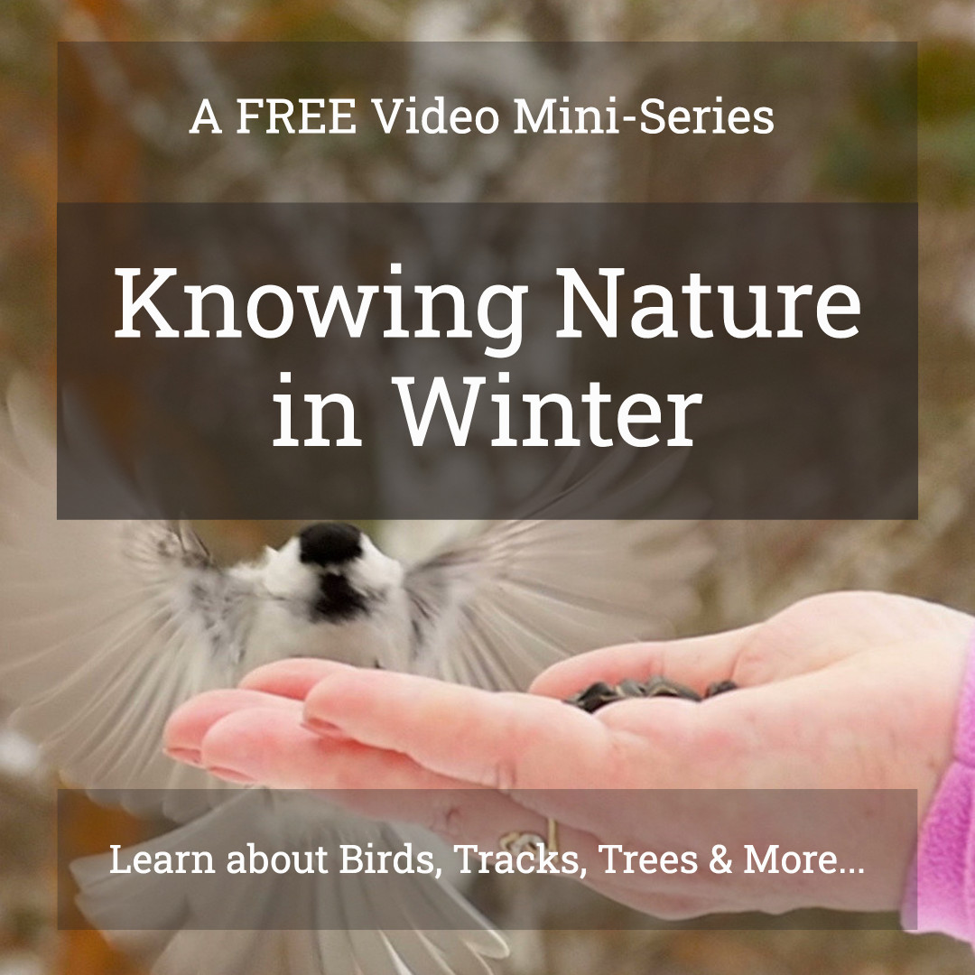 Nature in Winter Square