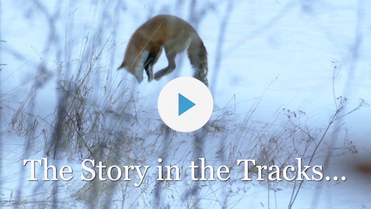 How to track wildlife How to Track wildlife