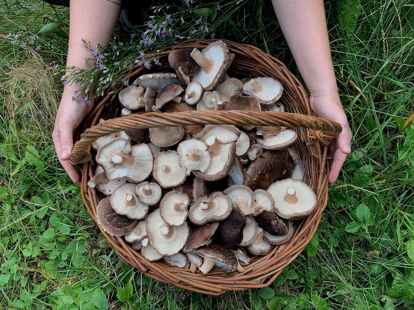 Mushroom Growing Webinar