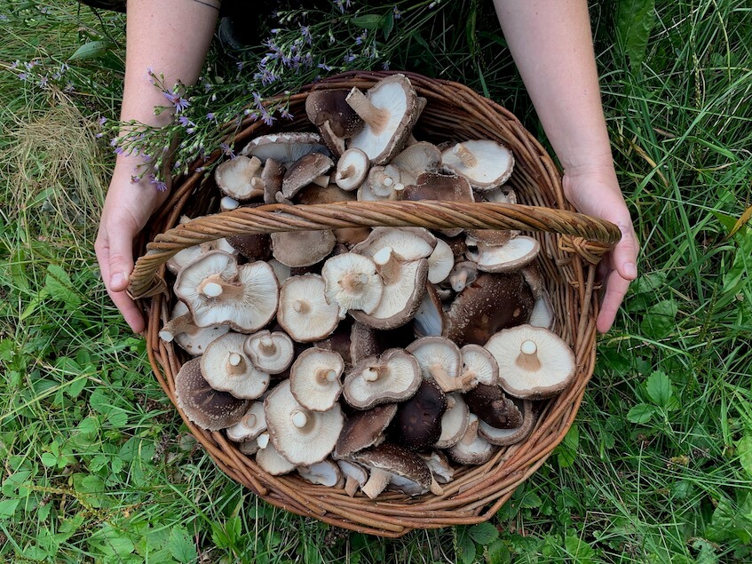 Shiitake Basket small Mushroom Growing Webinar