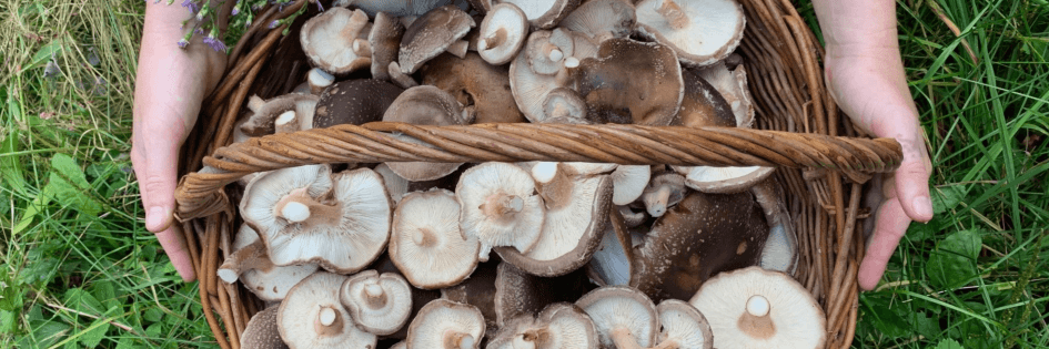 How to grow shiitake mushrooms on logs
