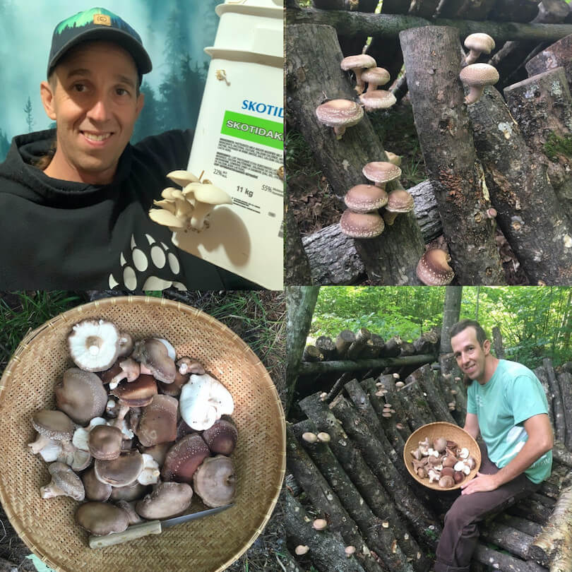 Mush Promo Sq s 132kb Mushroom Growing Course