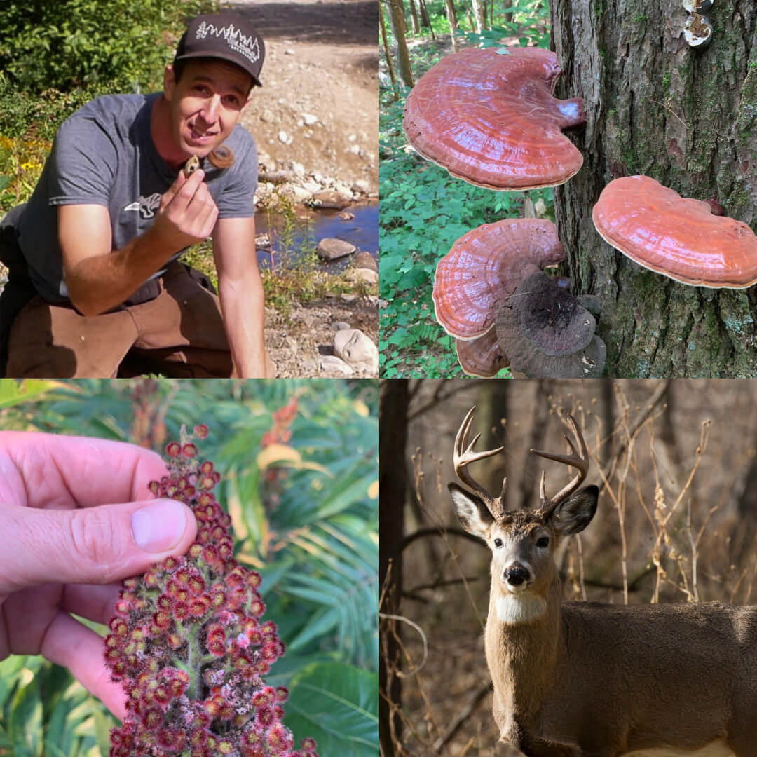 Fall Plant and Mushroom walk