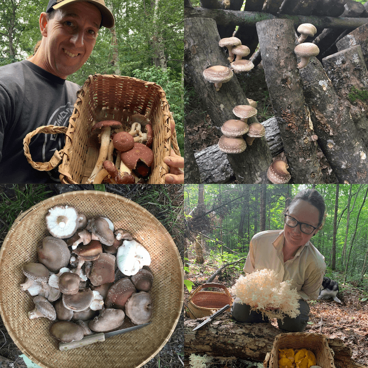 mushroom growing & foraging webinar
