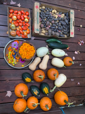 Harvest Time