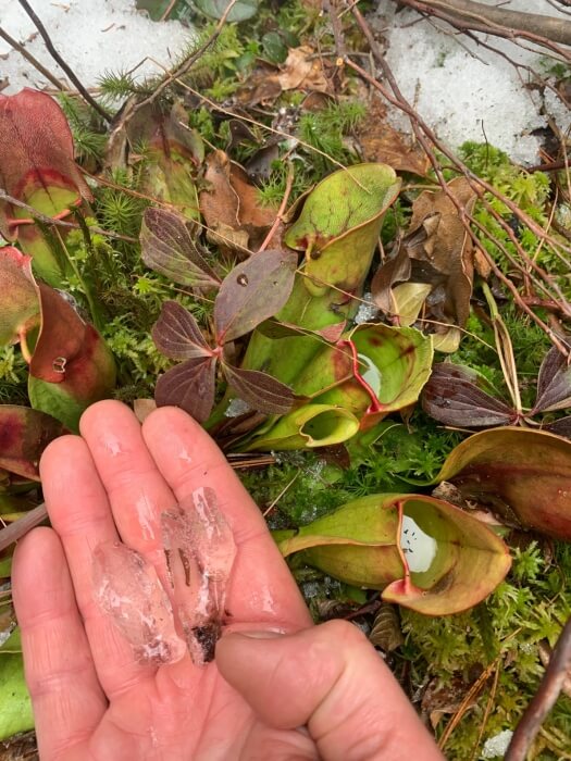 Pitcher Plant s.jpg